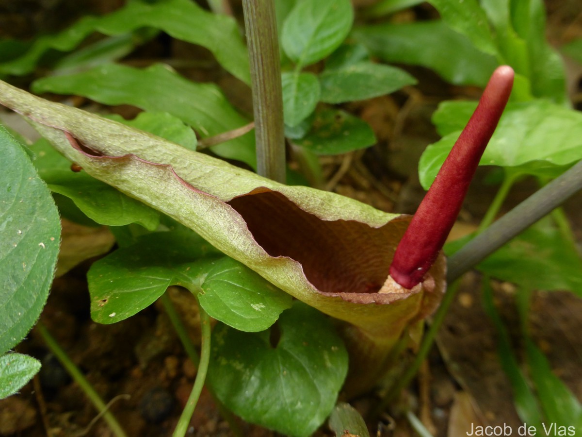 Typhonium trilobatum (L.) Schott